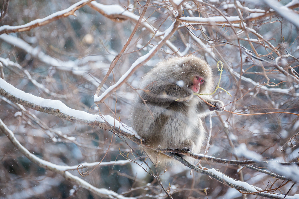 Un macaque japonais sur une branche, sous la neige.