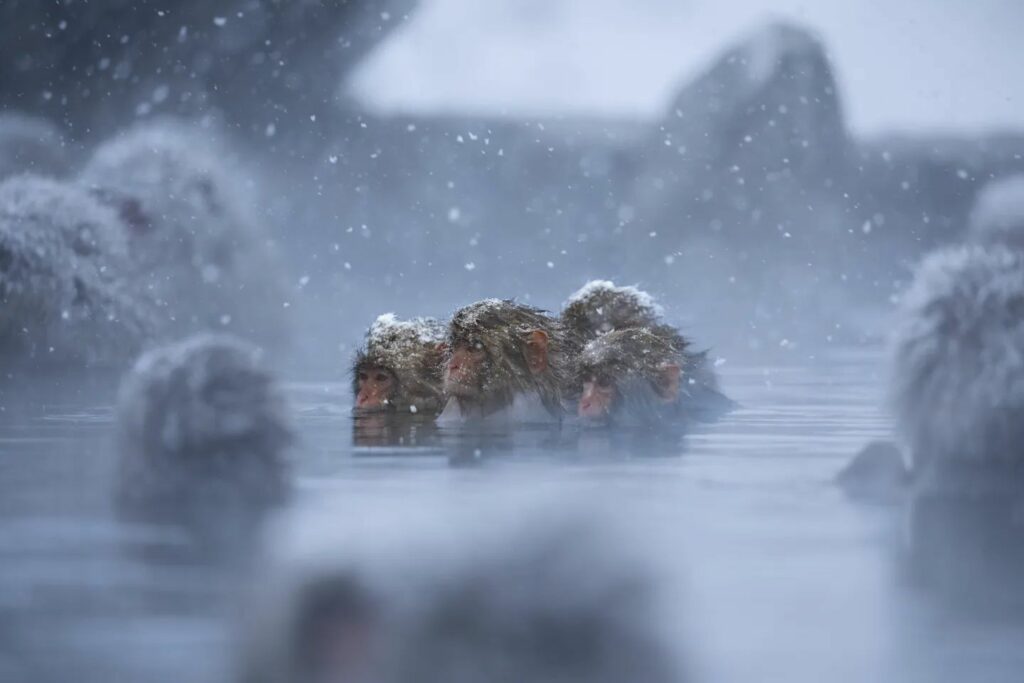 singes de Jigokudani