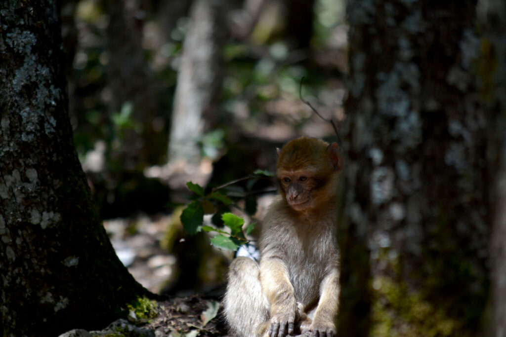 Un singe magot juvénile, en forêt