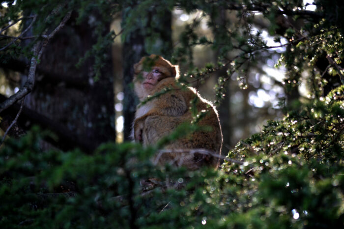 Voyage dans l’Univers des Singes Magots