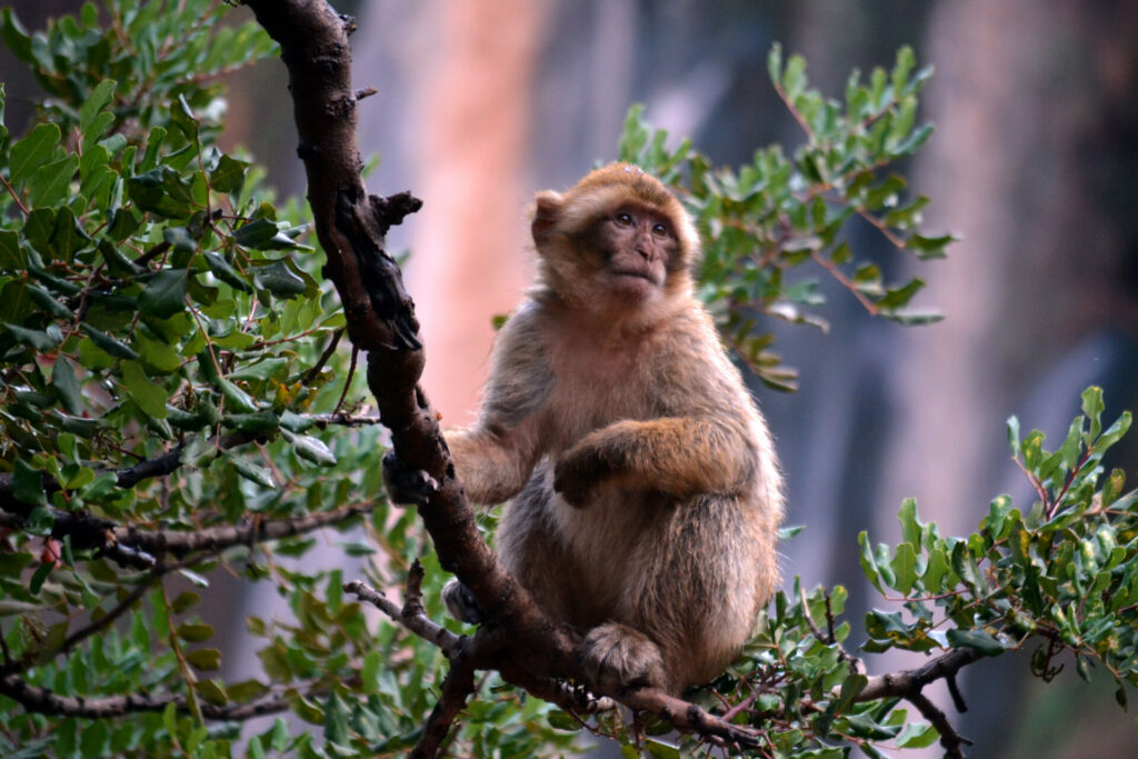 Un singe magot des cascades d'ouzoud