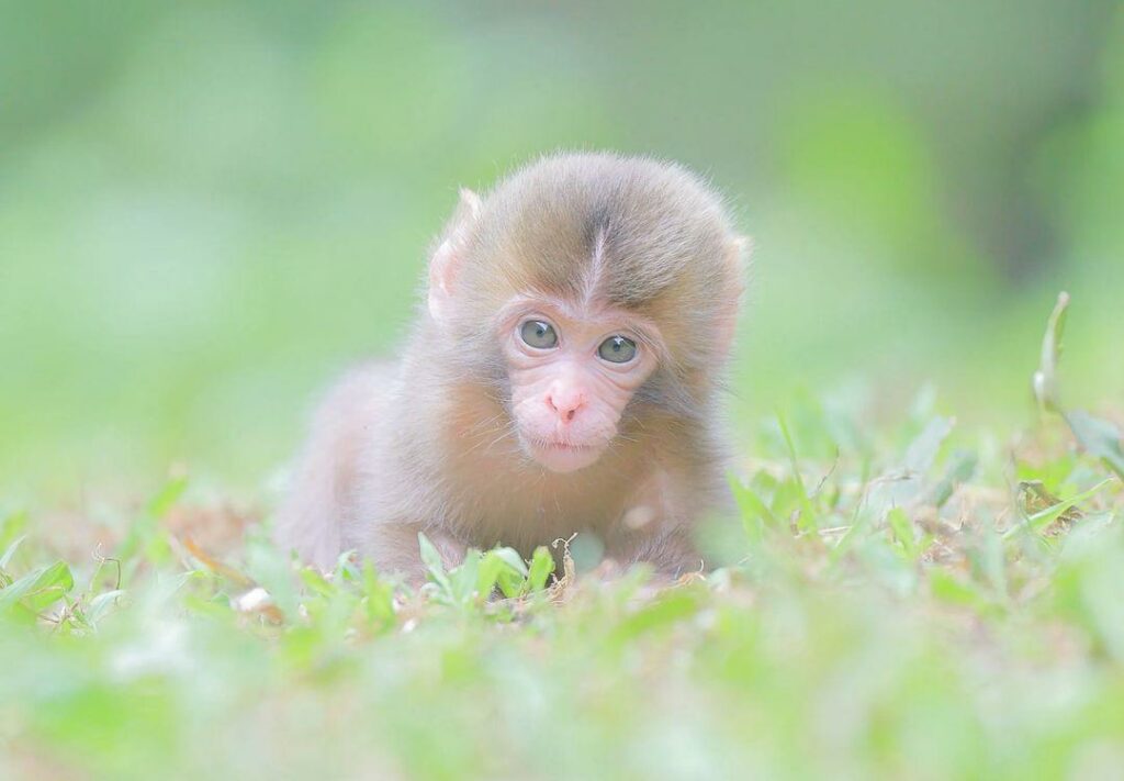 Un jeune bébé macaque japonais seul dans l'herbe.